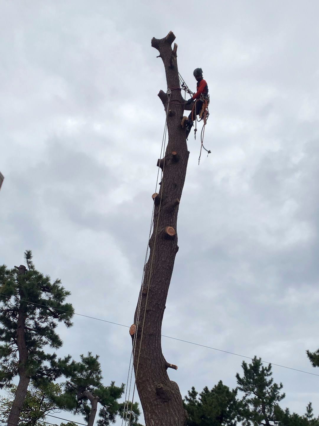 クレーン車が入らない伐採現場