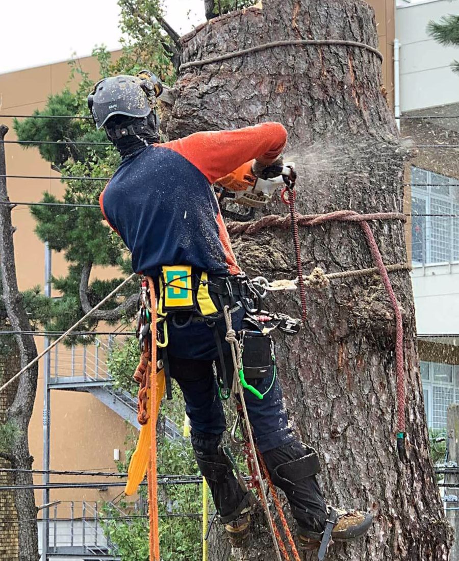 ロープを使って木に登る