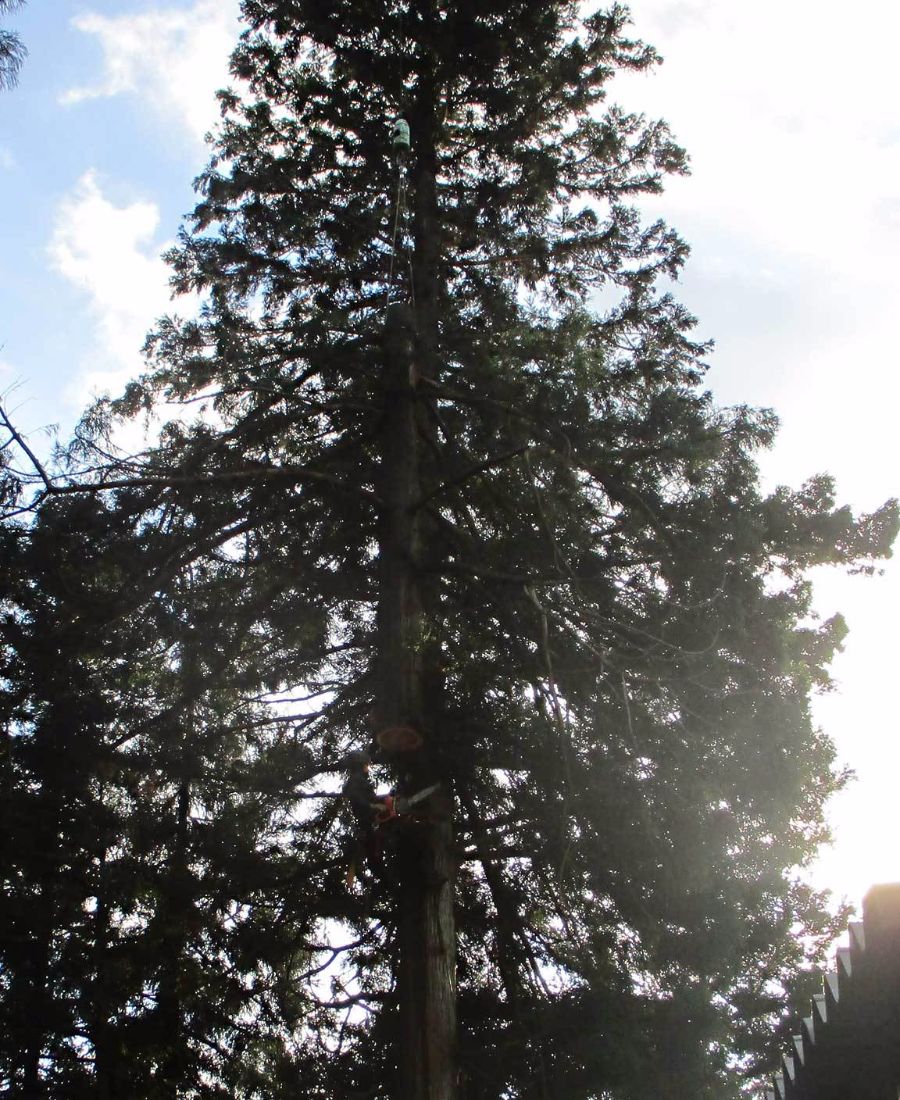 ロープを使って木に登る